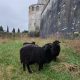 Les mouton, amis du château de Gaillon