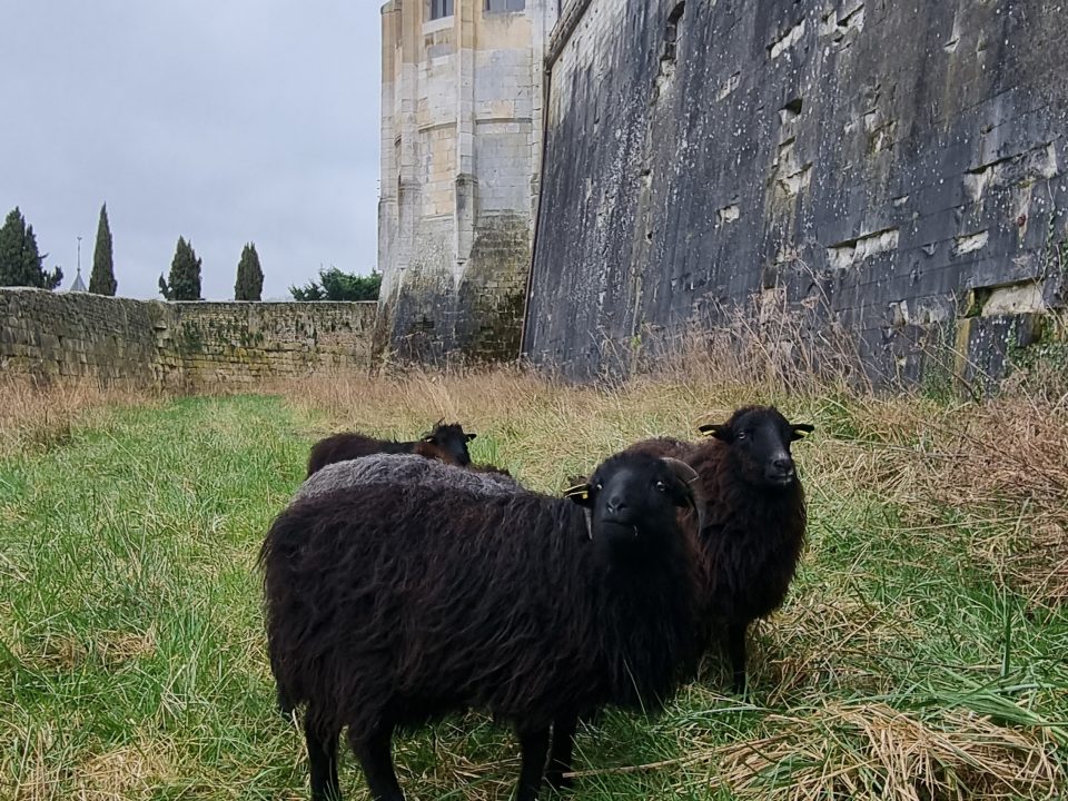 Les mouton, amis du château de Gaillon